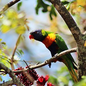 Rainbow Lorikeet (Trichoglossus moluccanus moluccanus)