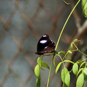 Male Varied Eggfly (Hypolimnas bolina)