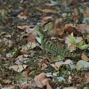 Eastern Water Dragon (Physignathus lesueurii lesueurii)
