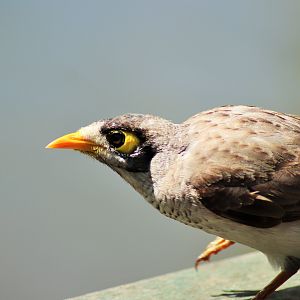Noisy Miner (Manorina melanocephala lepidota)