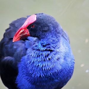 Australasian Swamphen (Porphyrio melanotus melanotus)