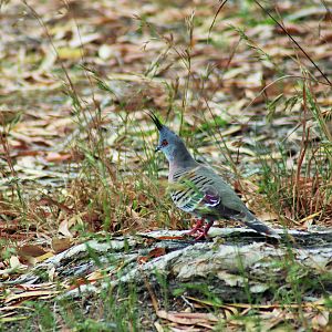Crested Pigeon (Ocyphaps lophotes lophotes)