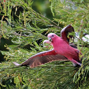 Galah (Eolophus roseicapilla albiceps)