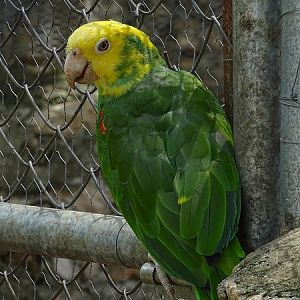 Yellow-headed parrot (Amazona oratrix)