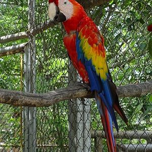 Scarlet macaw (Ara macao)
