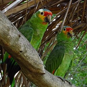 Red-lored amazon  (Amazona autumnalis)