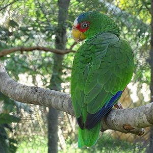 White-fronted amazon (Amazona albifrons)