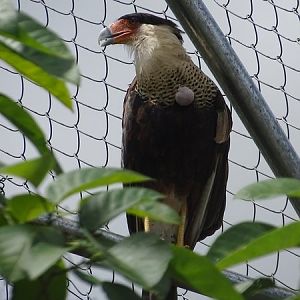Northern crested caracara (Caracara cheriway)