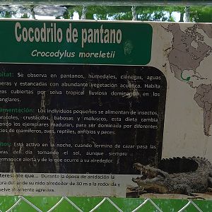 Morelet's crocodile signage