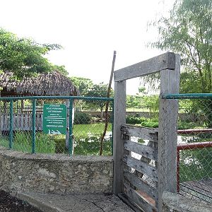 Morelett's crocodile enclosure