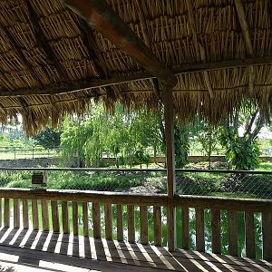 Morelet's crocodile enclosure