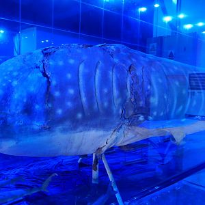 Whale Shark