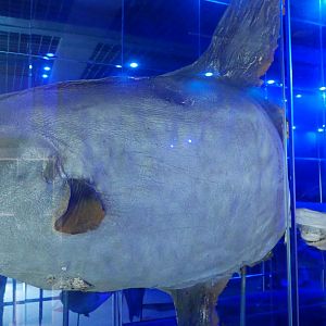 Ocean Sunfish