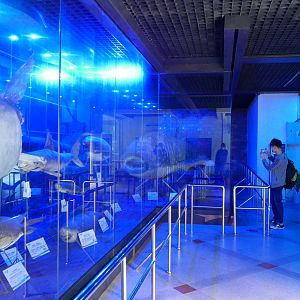 Whale Shark Hall
