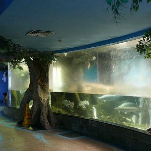 Amazonian Fish Tank