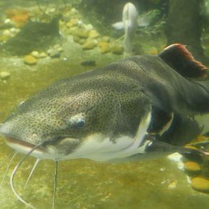 Redtail Catfish