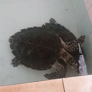 Hawksbill Sea Turtle