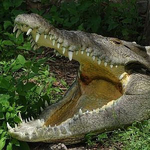American crocodile (Crocodylus acutus)