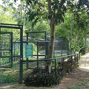American crocodile enclosure