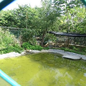 American crocodile enclosure