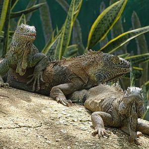 Green iguana (Iguana iguana)