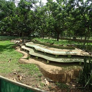 Green Iguana enclosure