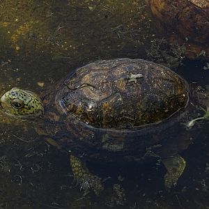 Yucatán box turtle (Terrapene yucatana)