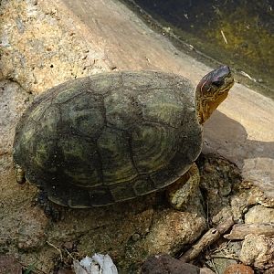 Furrowed wood turtle (Rhinoclemmys areolata)
