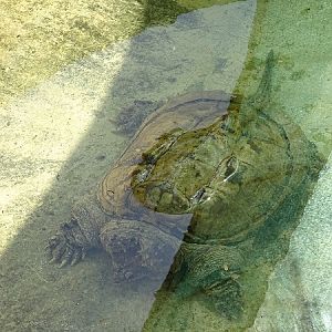 Central-American snapping turtle (Chelydra rossignonii)