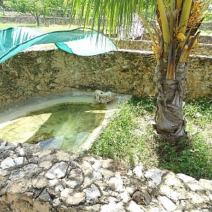 Snapping turtle enclosure