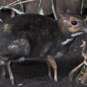 Philippine chevrotain