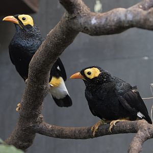 Yellow-faced mynahs