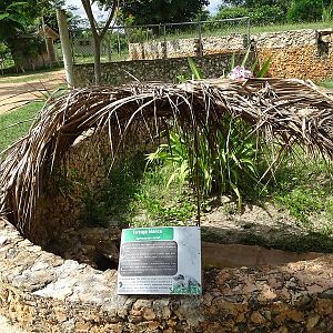 Central American river turtle enclosure