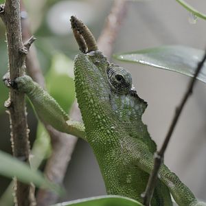 Cameroon two-horned mountain chameleon climbing