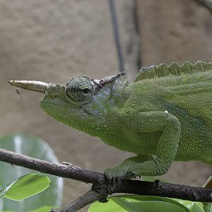 Cameroon two-horned mountain chameleon