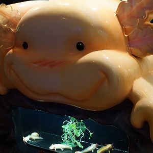 Axolotl Exhibit