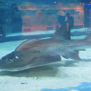 Bowmouth Guitarfish