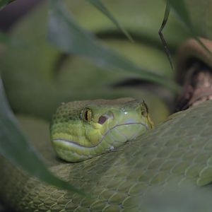 White-lipped pit viper
