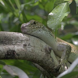 Southeastern girdled lizard