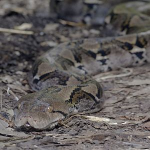 Reticulated python