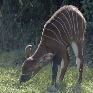Bongo calf
