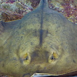 Red Stingray