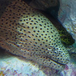 Laced Moray