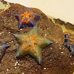 Sea Star