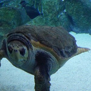 Loggerhead Sea Turtle