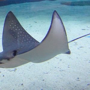 Spotted Eagle Ray