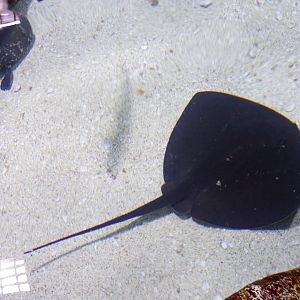 Pitted Stingray