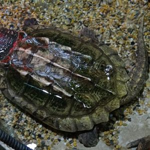 Alligator Snapping Turtle