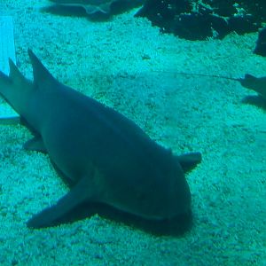 Tawny Nurse Shark