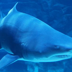 Sand Tiger Shark